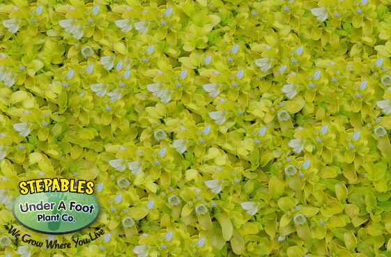 Stepables Plants That Tolerate Foot Traffic